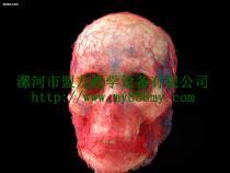 【鑄型標本-圖為頭部動靜脈鑄型標本(正面)】my-01,價格,廠家,圖片,供應(yīng)商,庫存辦公、文教用品,漯河市盟友教學(xué)設(shè)備 - 產(chǎn)品庫 - 阿土伯交易網(wǎng)