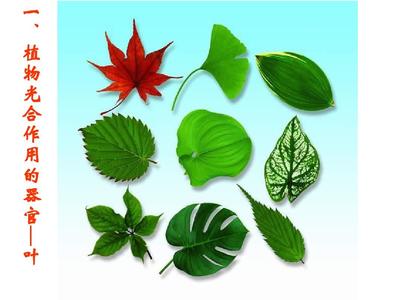 植物光合作用的場(chǎng)所