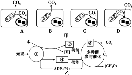 卡爾文循環(huán)是所有植物光合作用的基本途徑,大致可分為3個(gè)階.