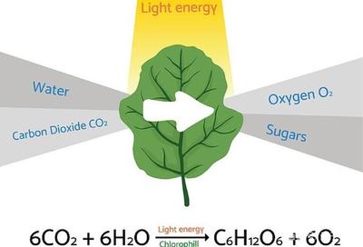 《自然-能源》:通過&ldquo;人工光合作用&rdquo;直接制造清潔能源